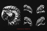 10 Bundle Dark Art Macaw Bird Parrot, an Illustration by Morspective (Thumbnail 3 of 7)