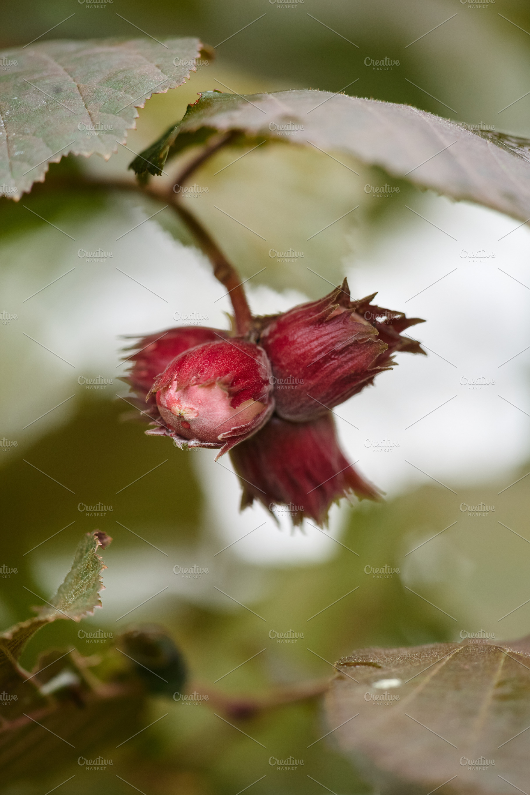 Close-up of young red hazelnuts on a branch with green leaves. Vertical shot of, a Nature Photo by Rohan Photography