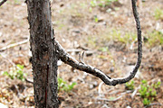 Alphabet Photography Letter P, an Abstract Photo by Artistic Letters (Thumbnail 3 of 7)