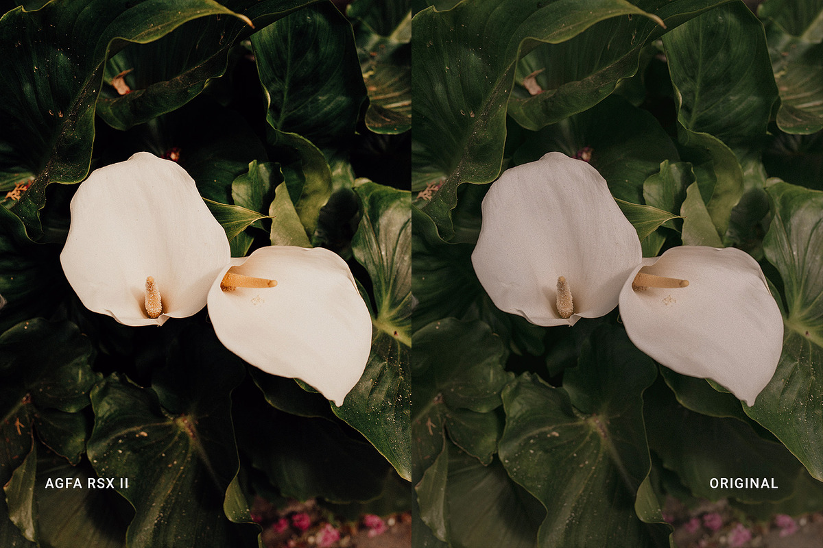 Agfa RSX II, a Preset Add-On by colorituals (Photo 9 of 9)