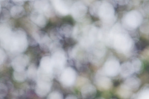 Blossom bokeh
