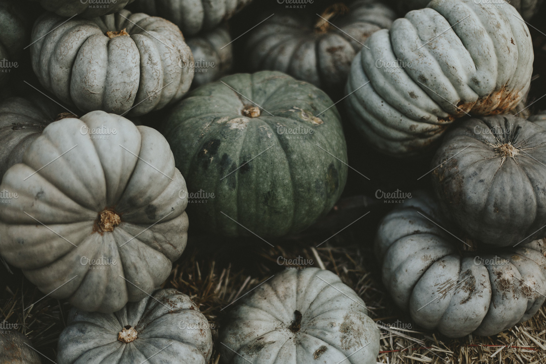 Green Pumpkin Patch, a Nature Photo by Lauren Rund Photography