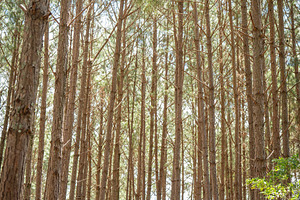 Woman Wellness Nature Therapy Photo, a Nature Photo by HiLine