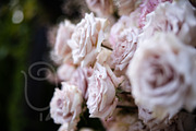 A Garden of Roses | Wedding, Events, a Nature Photo by Farewell (Thumbnail 39 of 41)