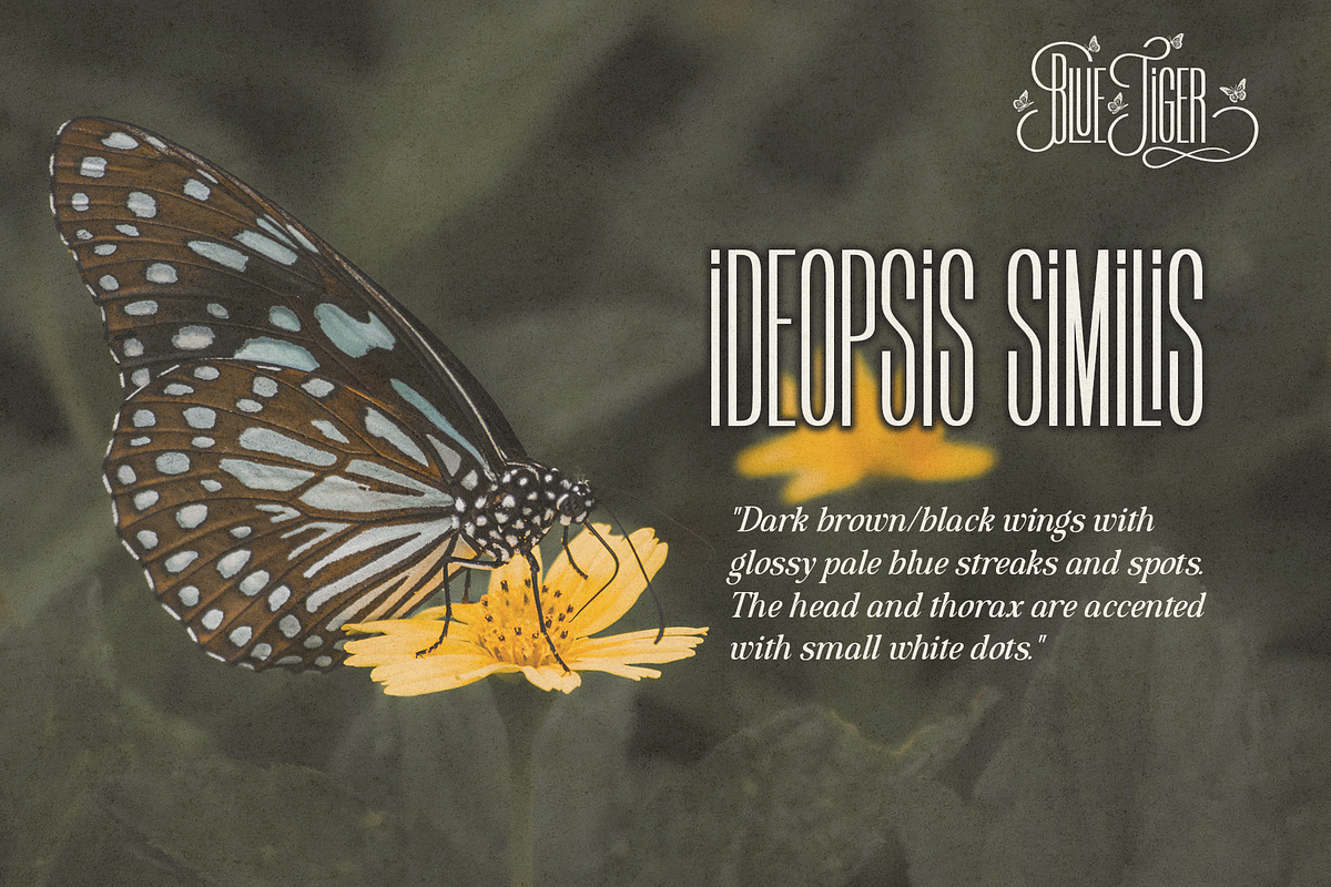 Sito Neran - Condensed Font, a Sans Serif Font by NDNL Studio (Photo 6 of 9)