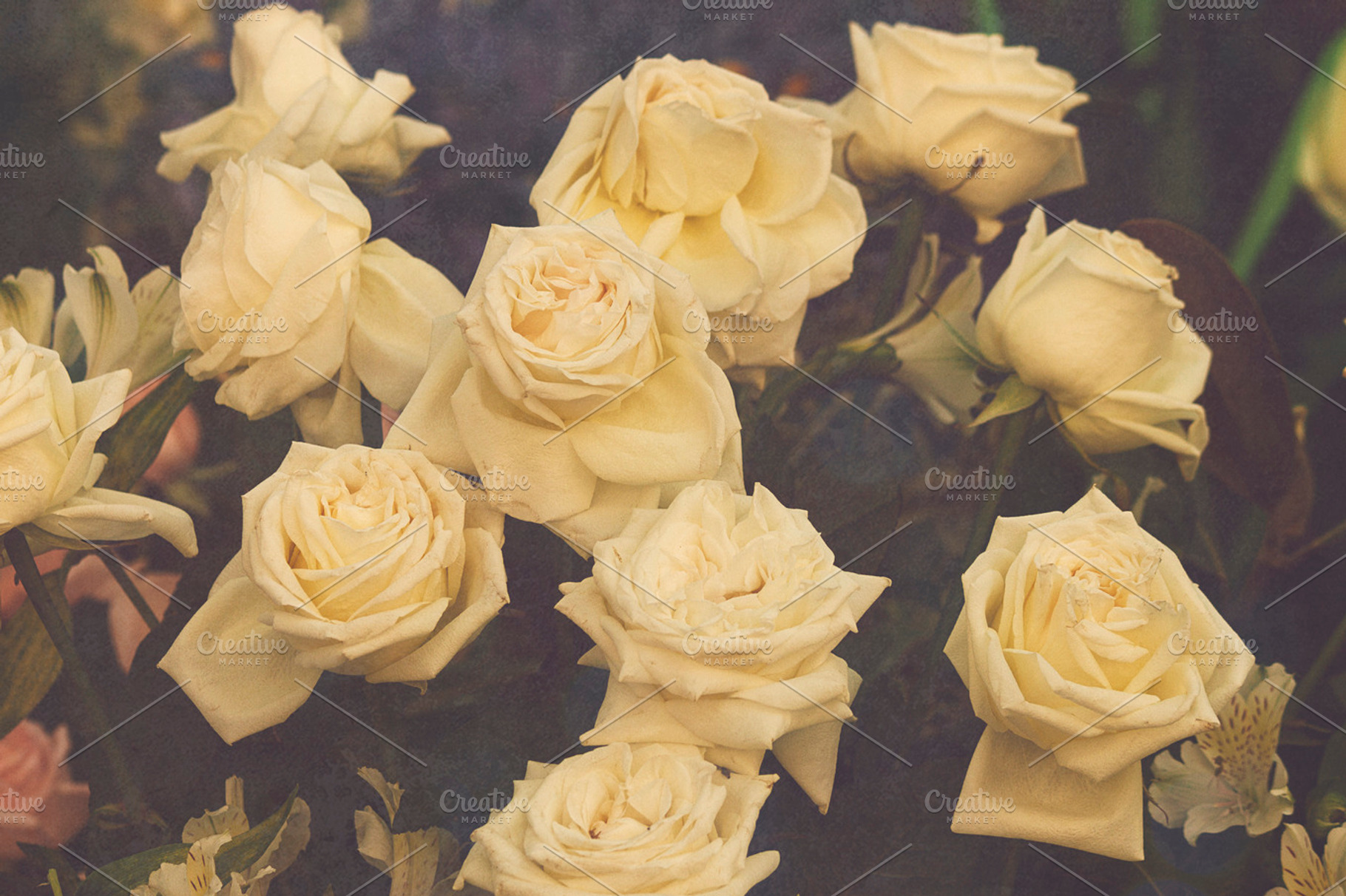 Creamy roses stock photo containing nature and photograph