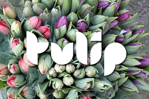 Tulip