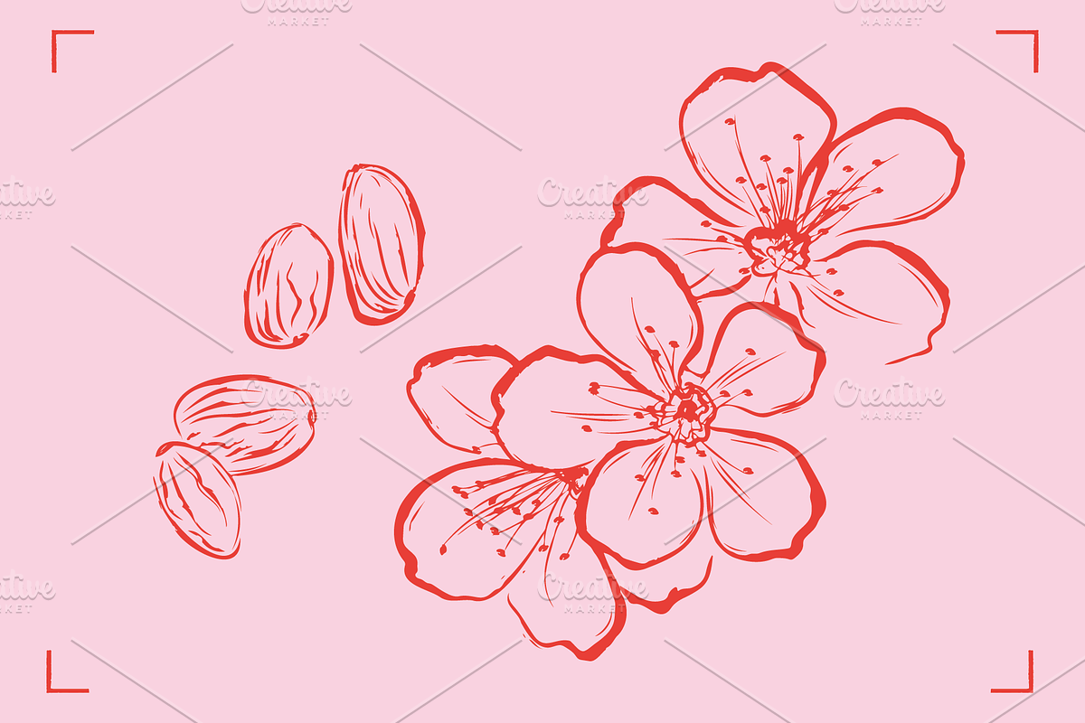 ALMOND LINE ART SET (14+ elements), a Food Illustration by Bonfloret Studio (Photo 3 of 8)