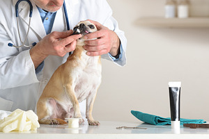 Vet Preparing Dog Dental Brushing Procedure