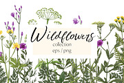 Wild herbs. Wildflowers in summer, an Illustration by irina.vaneeva (Thumbnail 1 of 5)