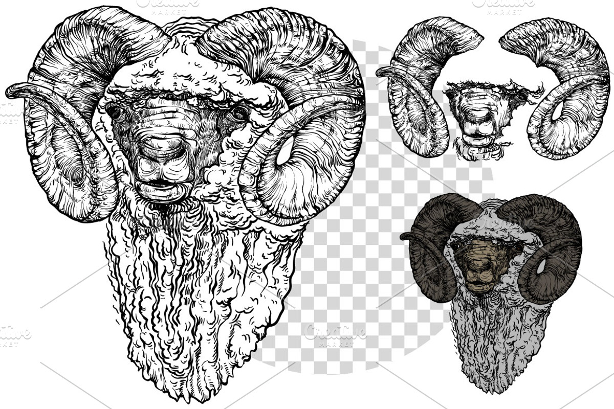 Hand drawn Ram, an Animal Illustration by ArtOwl (Photo 5 of 5)