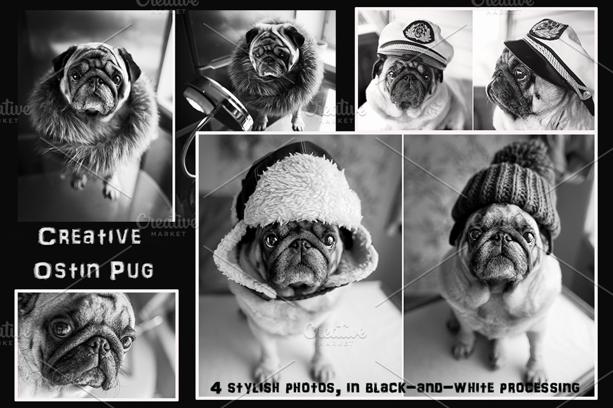 Creative Pug, an Animal Photo by WildStrawberry Magic (Photo 1 of 6)