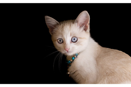 beautiful cat with a collar made of, an Animal Photo by Pakosta