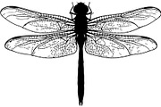 20 Dragonfly Silhouette Mega, an Object Graphic by Designer_Momina (Thumbnail 15 of 19)
