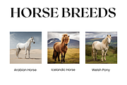 Horse Breeds Images, White Horses, an Animal Photo by BrushstrokeArtGB (Thumbnail 2 of 5)