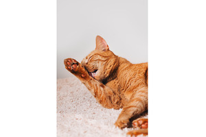 Cute ginger cat, an Animal Photo by MAnuta