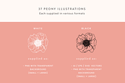 Peonies Vector Illustrations, a Decorative Illustration by Emma Webb Studio (Thumbnail 3 of 9)