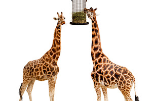 Two giraffes eating, an Animal Photo by UltraShop