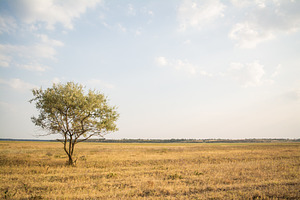 Single tree in summer field