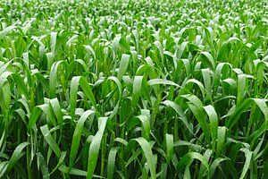 Young green wheat growing in an agricultural field, symbolizing, an Industrial Photo by salmon.black