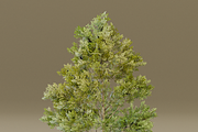 The American Elm Tree, a Plants & Tree 3D Model by FuturePastCreatives (Thumbnail 5 of 5)