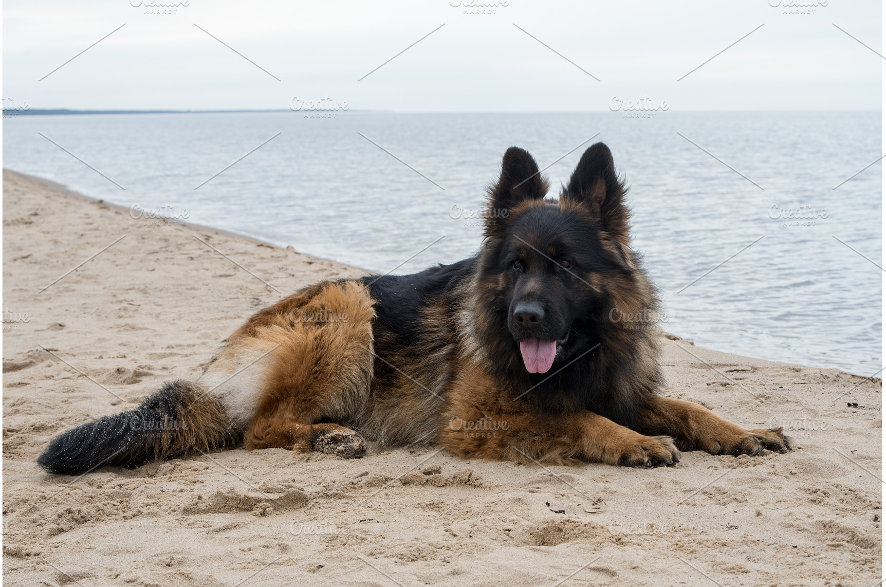 German Shepherd Dog on the beach at, an Animal Photo by COLORFUL