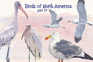 Birds Of North America Part 4