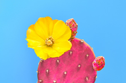 Cactus with flower minimal fashion featuring cactus, minimal, and cacti