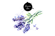 Watercolor Herbs Vector Set, a Food Illustration by Elena Pimonova (Thumbnail 3 of 4)