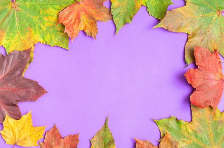Frame with colorful maple leaves of yellow, orange, red and green on violet bac, a Nature Photo by iuliia_n