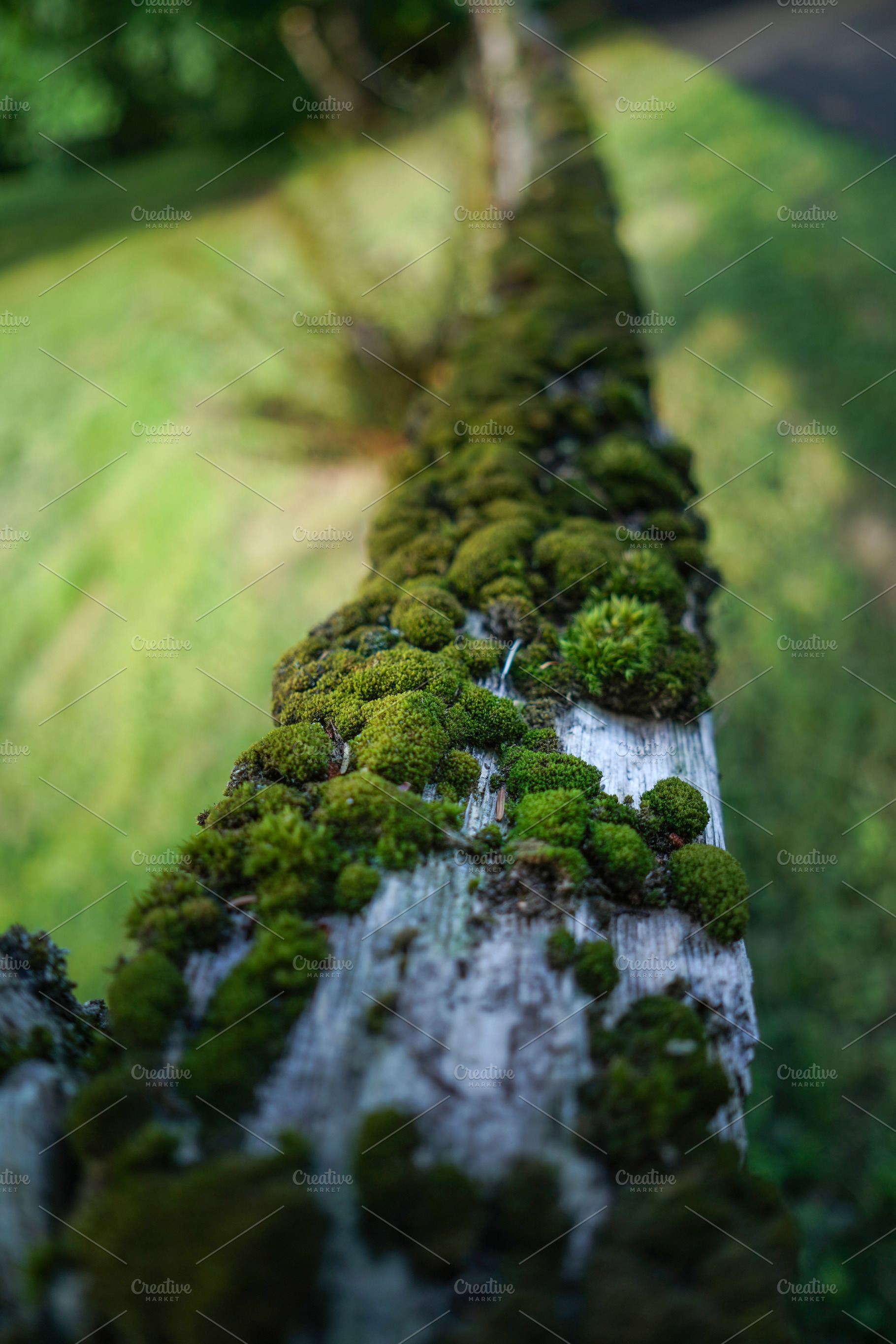 Mossy Wood, a Nature Photo by Lavonne's Shop