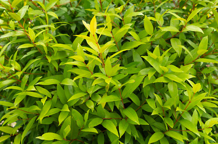 Green vegetable plant leaves of trees in garden pattern surface, a Background Photo by Tampatra