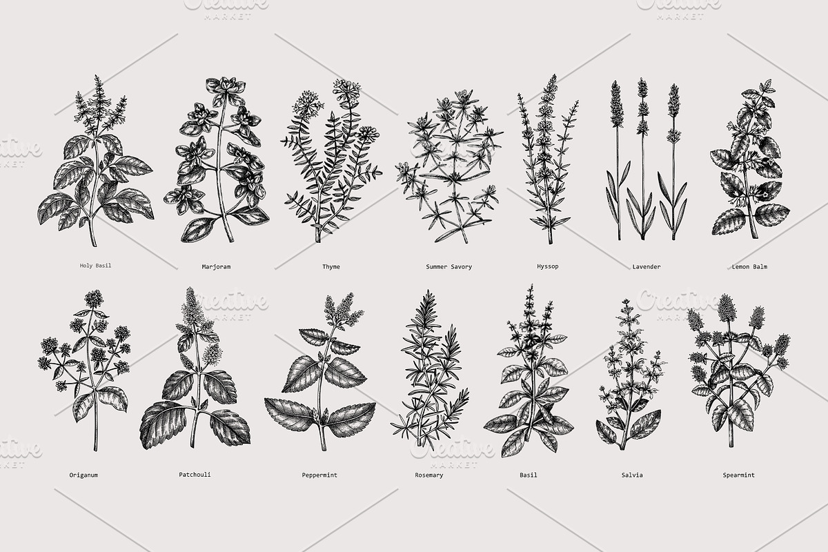 25 Medicinal Herbs Vector Collection, a Healthcare Illustration by Yevheniia (Photo 3 of 11)