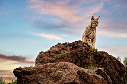 boreal lynx perched on top of a rock, an Animal Photo by Perpis