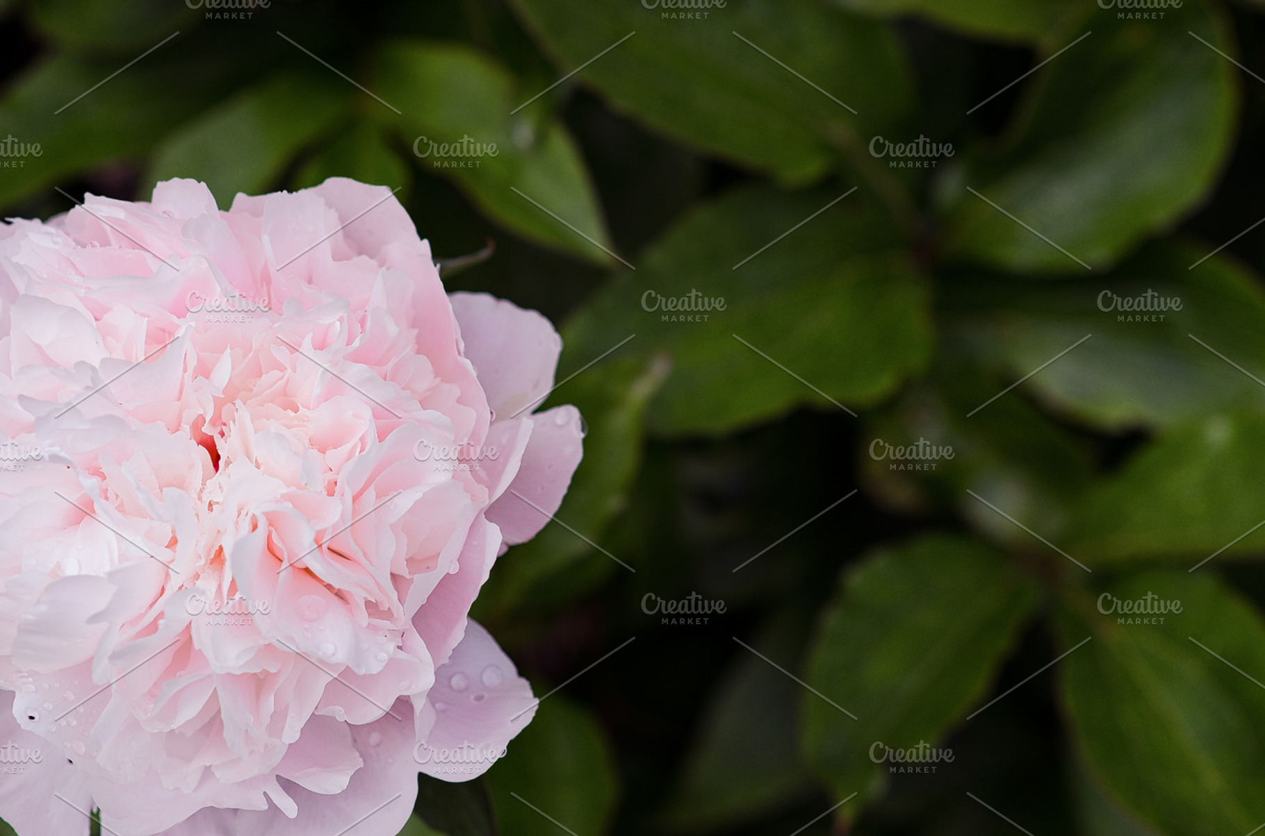 Flower 1 Containing Flower Garden And Pink