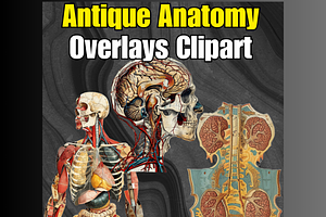 14 Antique Anatomy Overlays Clipart, an Education Illustration by Sourcedigi