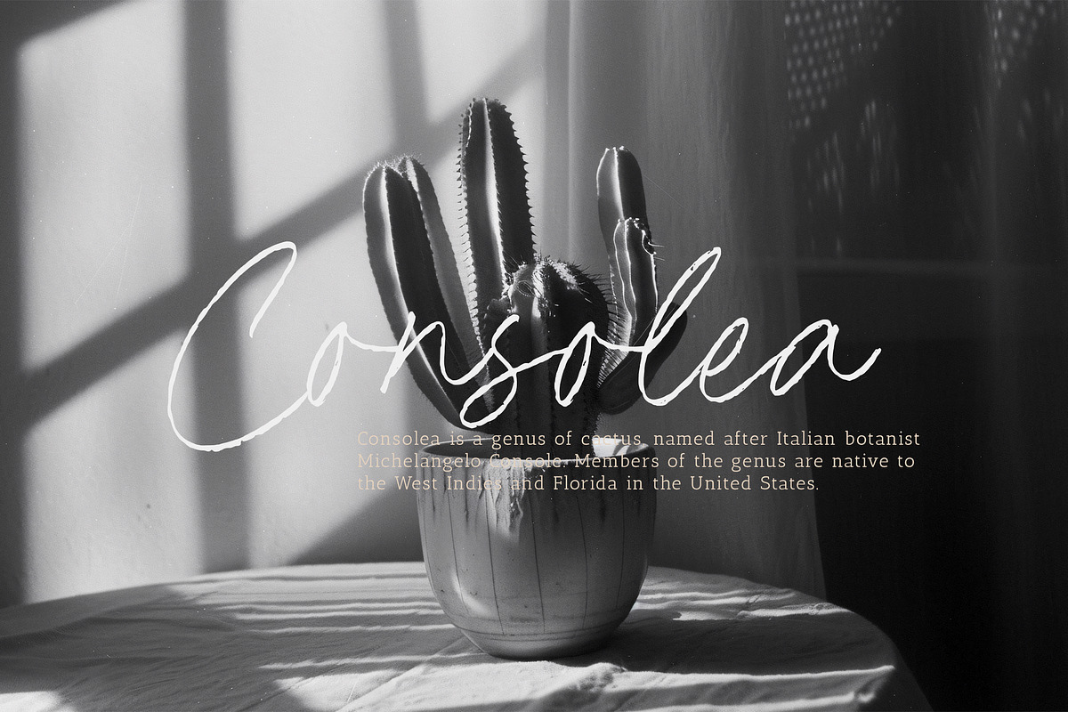 Dimitra Bothani Font, a Script Font by Timurtype (Photo 3 of 7)
