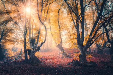 Forest in fog in autumn at sunrise stock photo containing forest and tree, a Nature Photo by den-belitsky