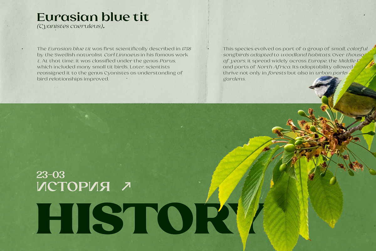 Laviossa Nova - Completed Family, a Serif Font by Jehoo Creative (Photo 10 of 12)