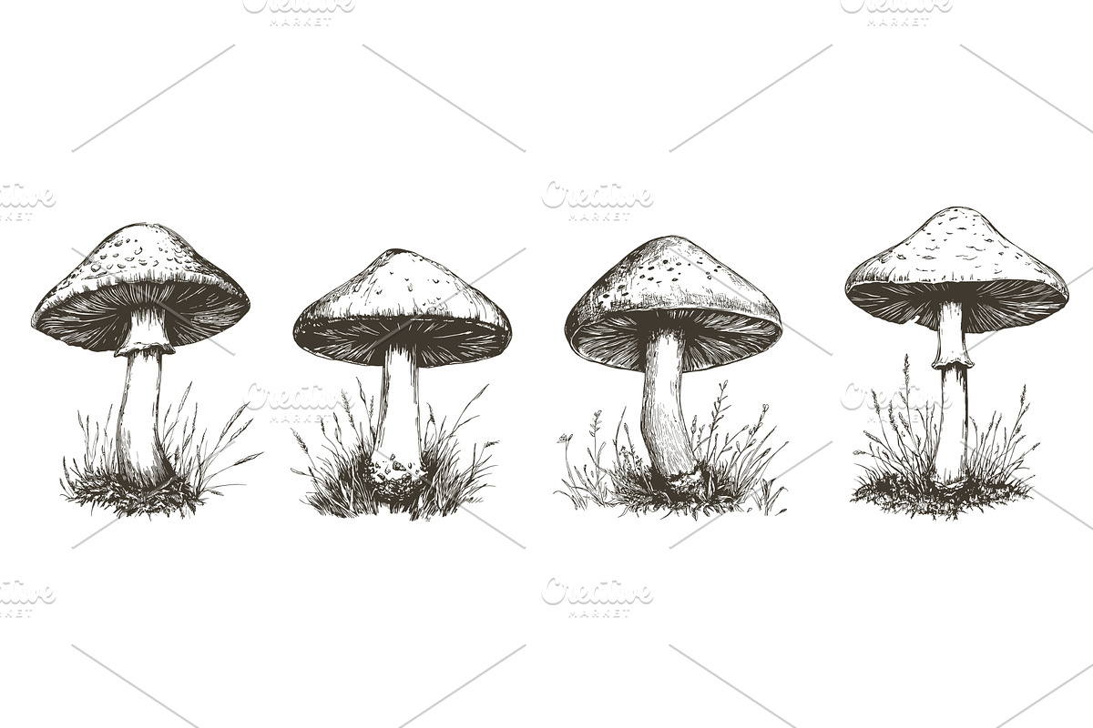 Sketch mushrooms. Engraving style, a Food Illustration by Valerie Bodnar
