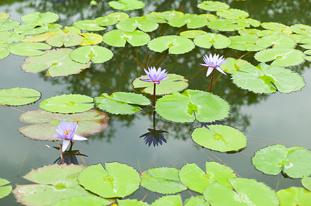 Lotus featuring lotus, flower, and water, a Nature Photo by a454