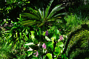 Lush garden foliage with vibrant flowers in Fatima, Portugal under sunlight, a Photo by AS photostudio
