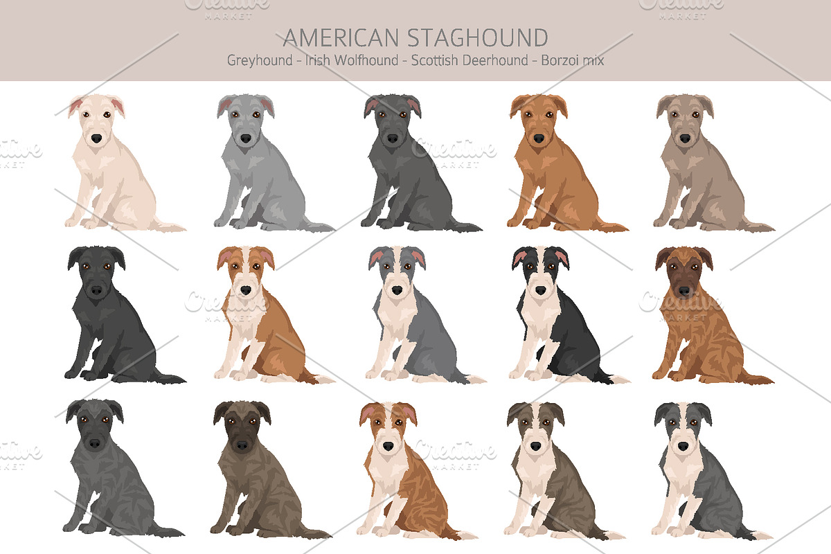American Staghound dog, an Animal Illustration by pet design shop (Photo 4 of 6)