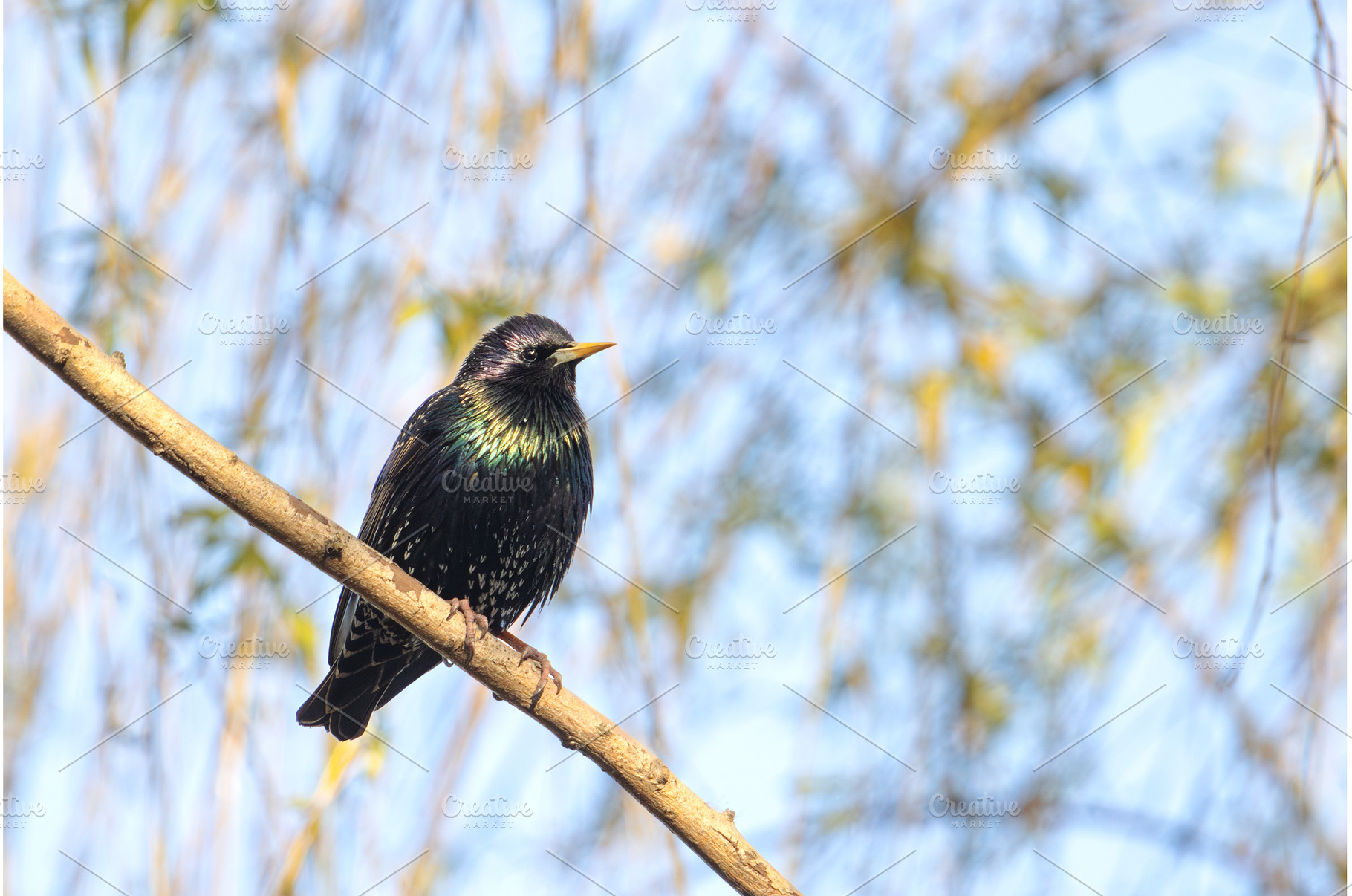 Common Starling (Sturnus vulgaris, an Animal Photo by Pakosta