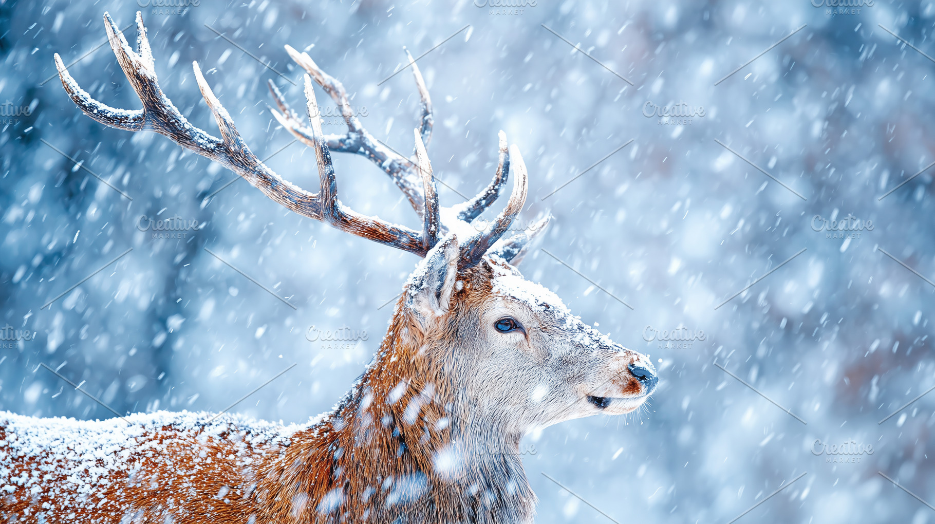 Majestic winter deer stands in snow, an Animal Photo by MistyDay