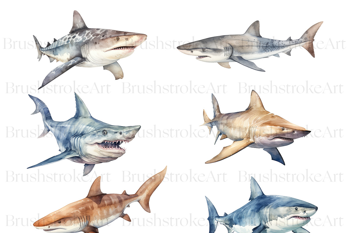 Watercolor Shark Clipart, Shark PNG, an Animal Illustration by BrushstrokeArtGB (Photo 5 of 9)
