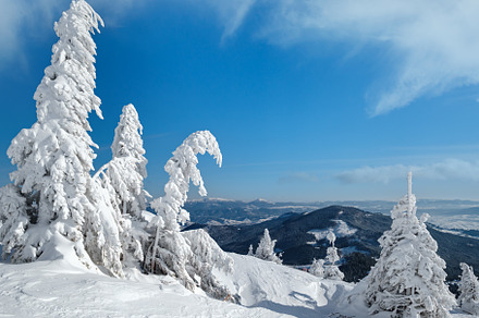 Snow covered fir trees on snowy mountain plateau, tops with snow, a Nature Photo by YuriyB