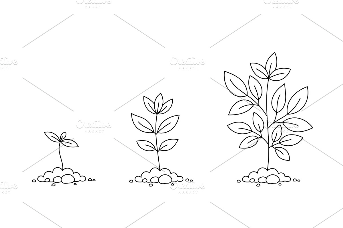 Tree Growth Stages, an Illustration by Vector illustrations