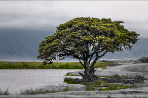 Tree of life stock photo containing tanzania and tanzania safari