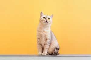 Cute Cat on Yellow Background, an Animal Photo by Ales Munt